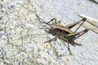 Pholidoptera griseoaptera