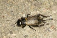 Gryllus campestris