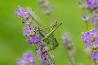 Tettigonia viridissima
