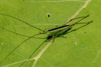 Conocephalus fuscus