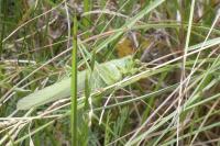 Tettigonia viridissima