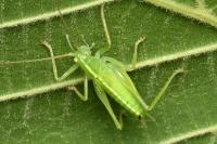 Meconema thalassinum