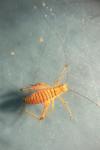 Leptophyes punctatissima