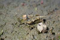 Paratettix meridionalis