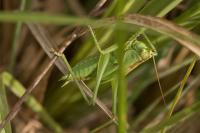 Tettigonia viridissima