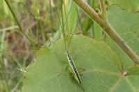 Conocephalus fuscus