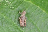Pezotettix giornae
