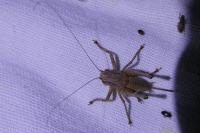 Pholidoptera griseoaptera