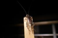 Eumodicogryllus bordigalensis