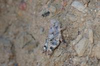 Sphingonotus caerulans
