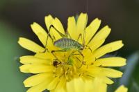 Leptophyes punctatissima