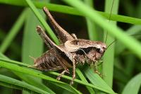 Pholidoptera griseoaptera