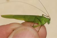 Phaneroptera falcata