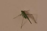 Phaneroptera