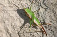 Conocephalus fuscus