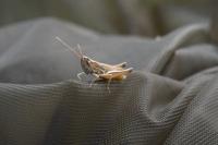 Euchorthippus elegantulus