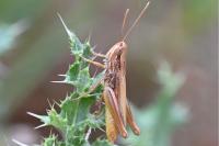 Euchorthippus elegantulus