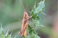 Euchorthippus elegantulus