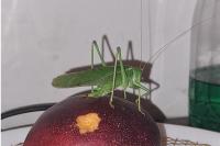 Tettigonia viridissima