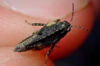 Tetrix undulata