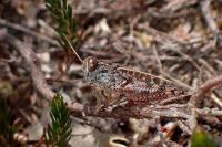Calliptamus barbarus