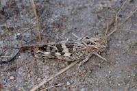 Oedaleus decorus