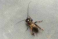 Gryllus campestris