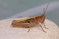 Chorthippus