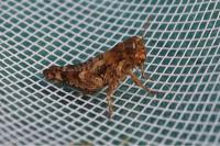 Pezotettix giornae