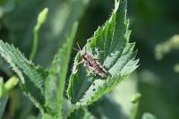 Pezotettix giornae