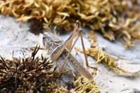 Platycleis