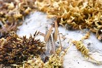 Platycleis