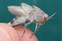 Oedipoda caerulescens