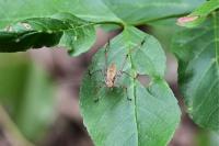 Phaneroptera