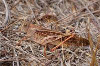 Locusta migratoria