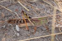 Locusta migratoria