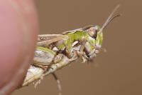 Omocestus petraeus