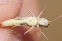 Omocestus petraeus