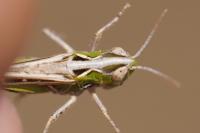 Omocestus petraeus