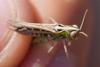 Omocestus petraeus