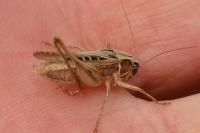Tessellana tessellata