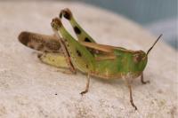 Aiolopus thalassinus