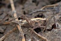 Tetrix undulata