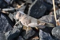 Oedipoda caerulescens