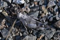 Oedipoda caerulescens