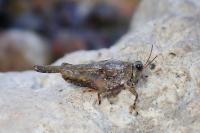Paratettix meridionalis