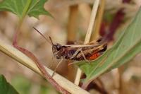 Omocestus rufipes