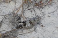 Oedipoda caerulescens