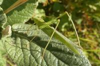 Phaneroptera falcata
