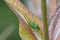 Phaneroptera